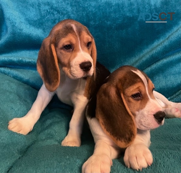 Purebred Beagle Puppies