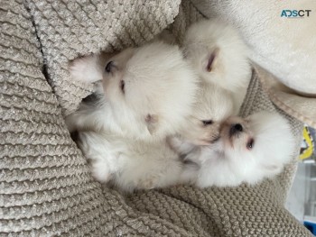 Pomeranian puppies for sale 