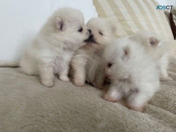 Pomeranian puppies for sale 