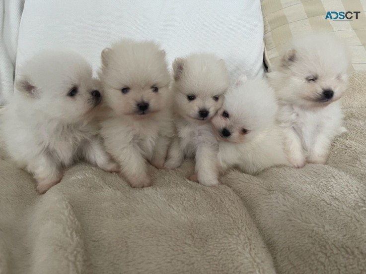 Pomeranian puppies for sale 