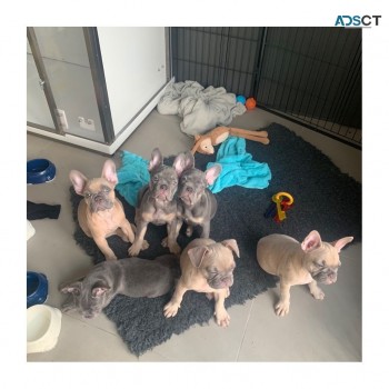 French Bulldog puppies for sale 