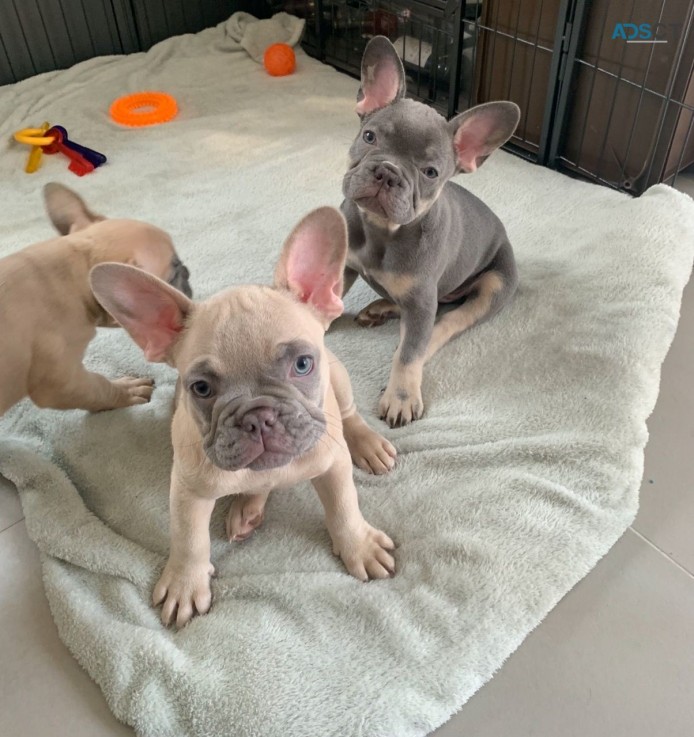 French Bulldog puppies for sale 