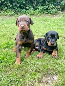 Dobermann puppies for sale 