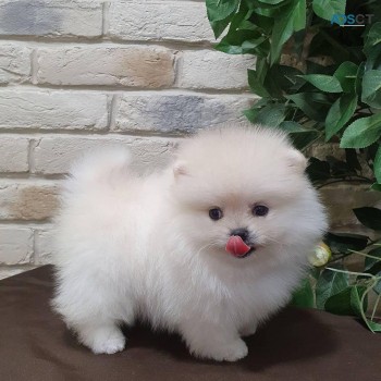 Pomeranian puppies for sale 