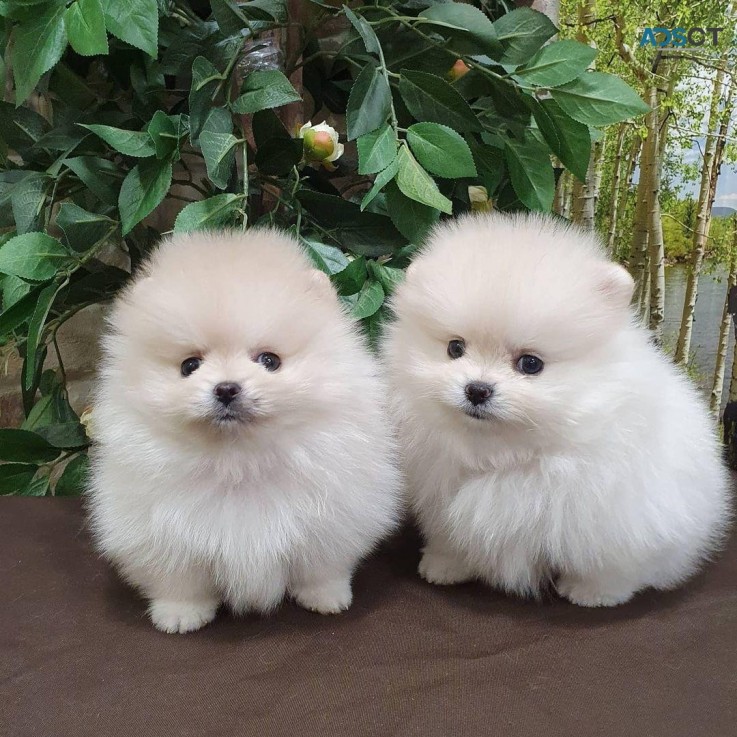 Pomeranian puppies for sale 