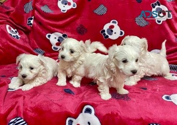  Maltese Puppies