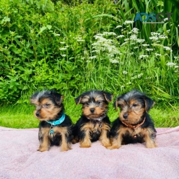 Yorkie Puppies Now Available