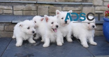 West Highland Terrier .