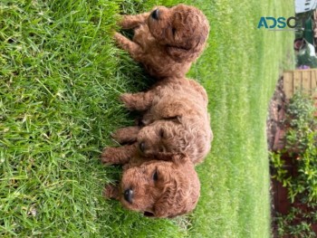 Toy Poodle Puppies.