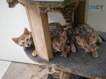 Bengal kittens 