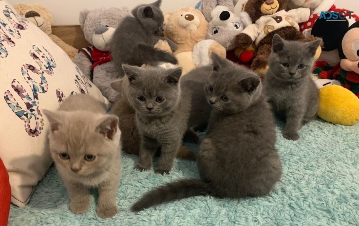 British Shorthair  kittens 