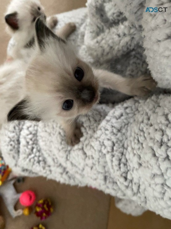 Ragdoll Kittens