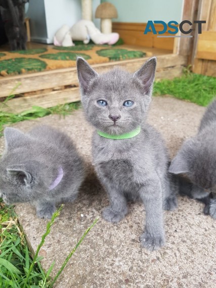 Russian Blue Kittens