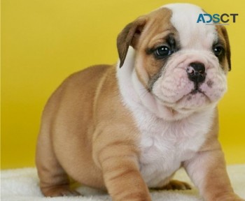 English Bulldog  Puppies