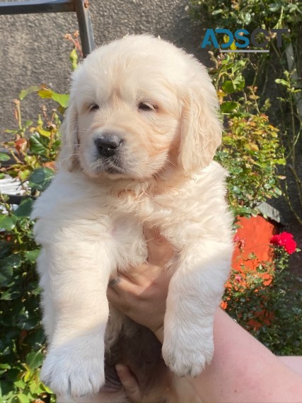 Golden Retriever puppies