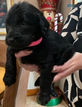 Labradoodle  puppies Ready Now 