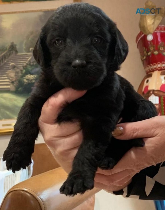 Labradoodle  puppies Ready Now 