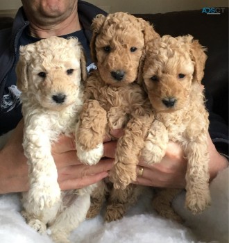 Labradoodle  puppies Ready Now 