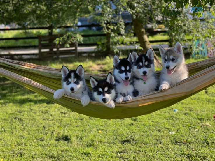 Pomsky  puppies