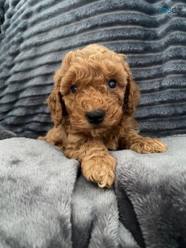 Labradoodle  puppies Ready Now 