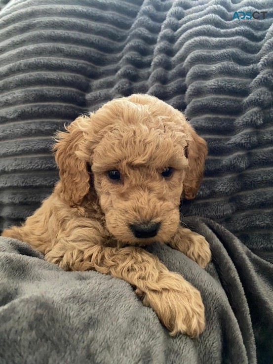 Labradoodle  puppies Ready Now 