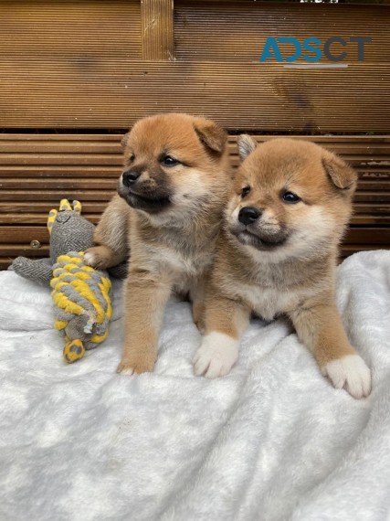  Shiba Inu Pups For Sale!