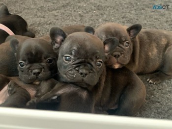 French Bulldogs puppies