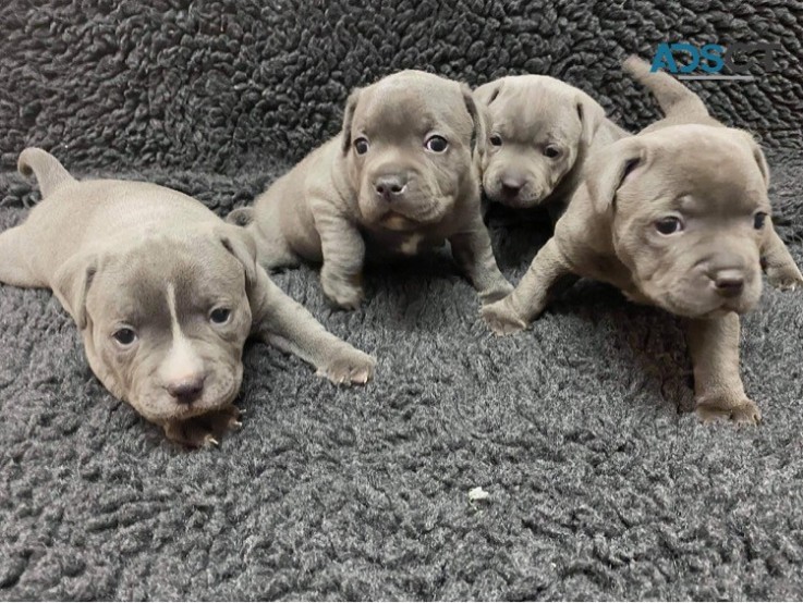 Blue Staffordshire Bull Terrier