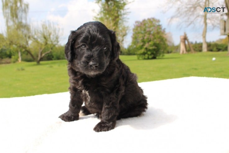 Labradoodle  puppies Ready Now 