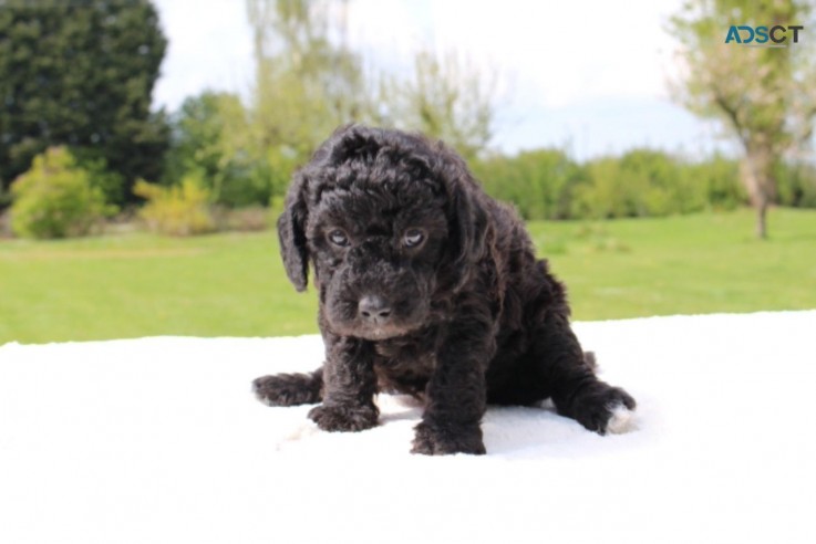 Labradoodle  puppies Ready Now 