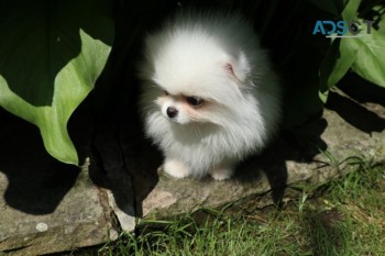 Pomeranian