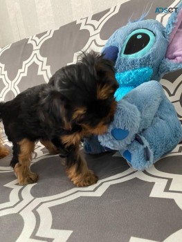 Two adorable 10 week old puppies yorkie