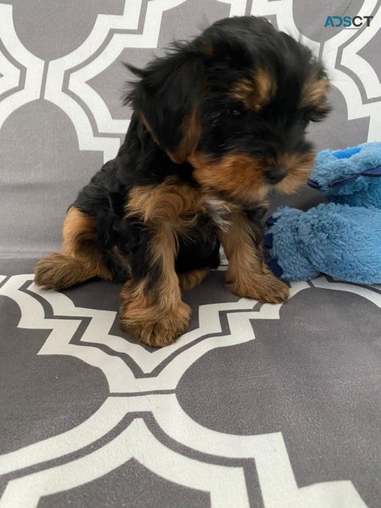 Two adorable 10 week old puppies yorkie