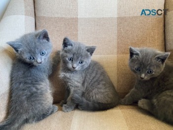 Russian Blue Kittens