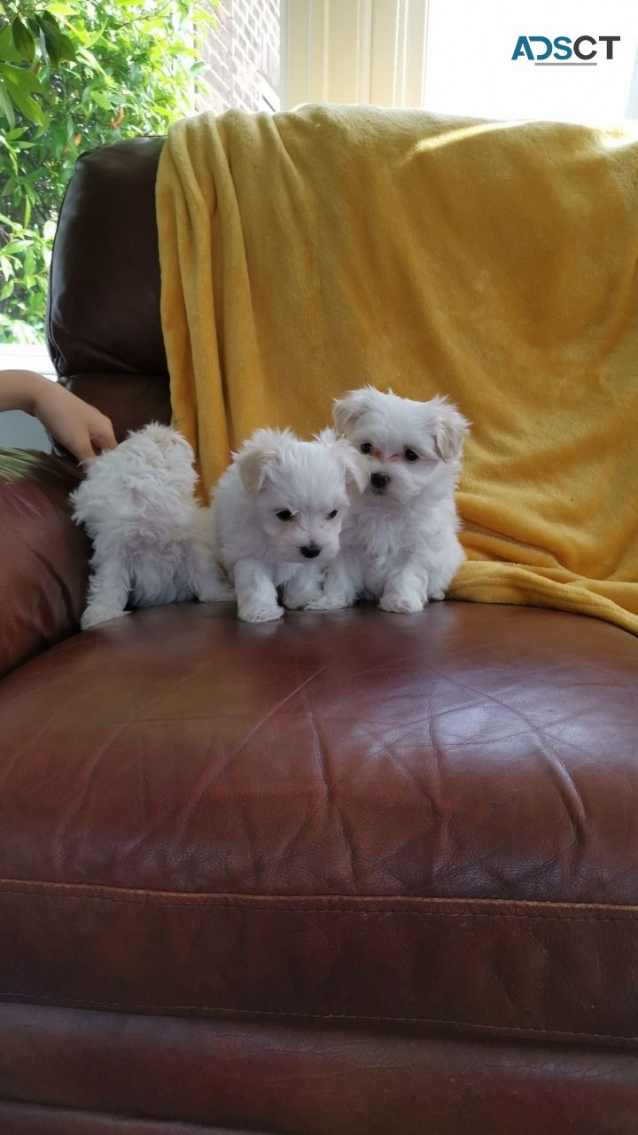 Male Maltese Puppies