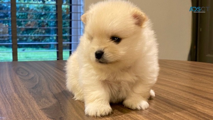 Priceless White Pomeranian Puppy For sal