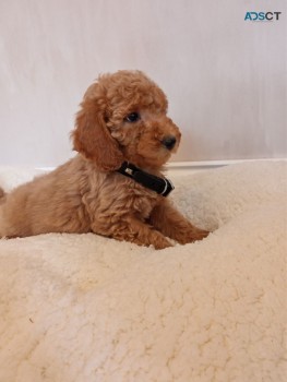 2 Amazing Goldendoodle Puppies Available