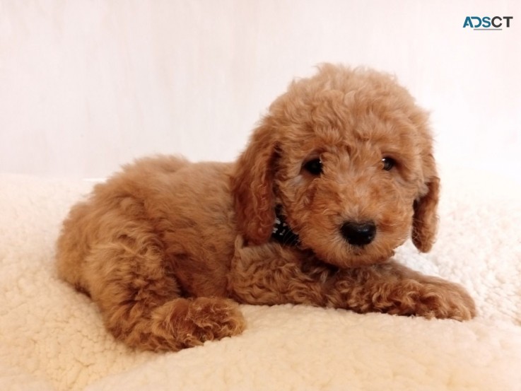 2 Amazing Goldendoodle Puppies Available