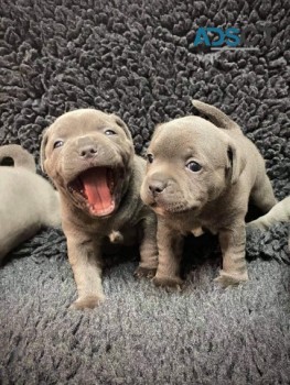 Blue Staffordshire Bull Terrier