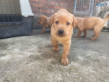 Sweet Labrador Puppies