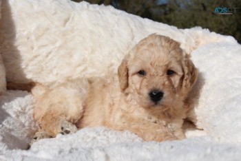 Labradoodle  puppies Ready Now 