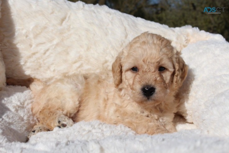 Labradoodle  puppies Ready Now 