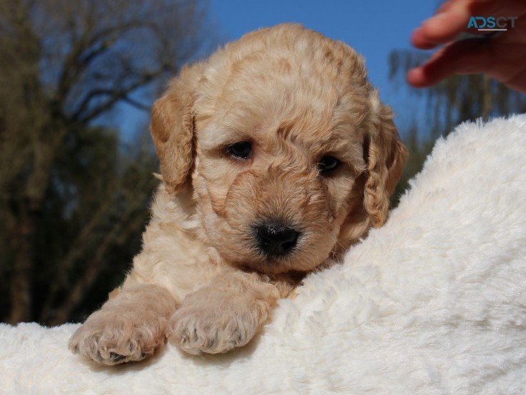 Labradoodle  puppies Ready Now 