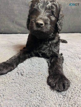 Labradoodle  puppies Ready Now 