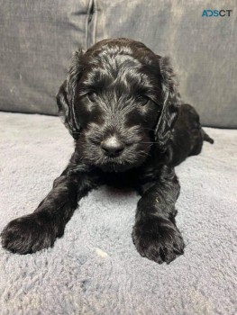 Labradoodle  puppies Ready Now 