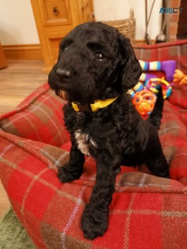 Labradoodle  puppies Ready Now 