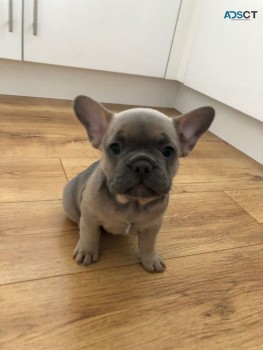 Super Adorable AKC French  Bulldog