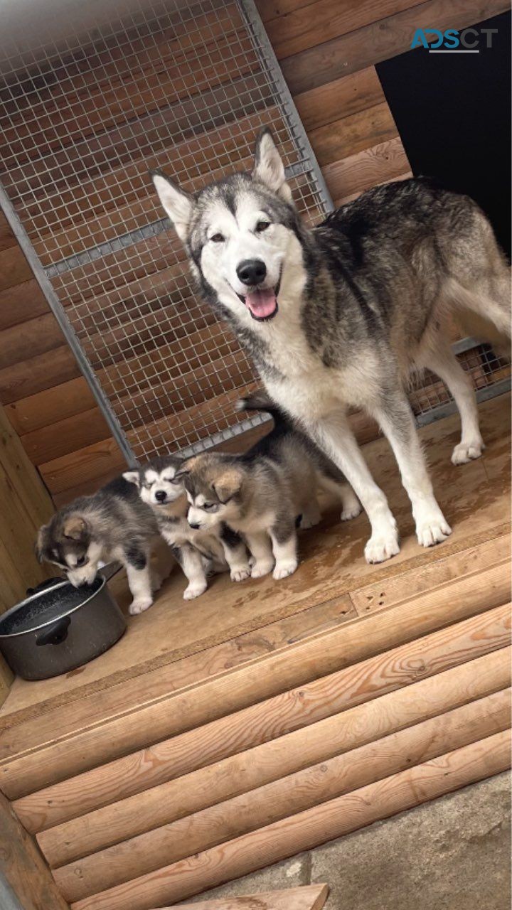 Alaskan Malamute puppies