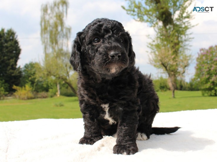 Labradoodle  puppies Ready Now 