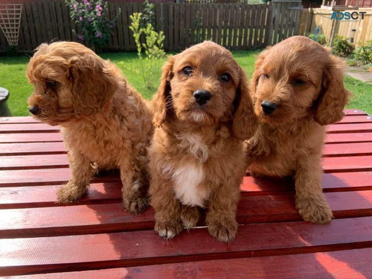 Apricot Cavapoo  Puppy